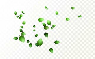 Kräuter- Vektor mit krautig Minze Blätter auf ein transparent Hintergrund. Frühling Grün Limette oder Tee Blätter.fliegen grünlich Blätter im das Wind.
