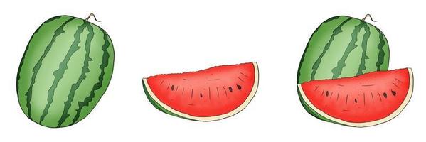 Hand gezeichnete Wassermelonenfrucht mit einer Scheibenvektorillustration