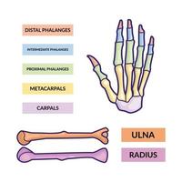 Infografik-Vektorvorlage für Armknochen und Handknochen vektor