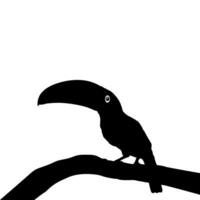 Tukane sind neotropisch Mitglieder von das in der Nähe von Passerine Vogel Familie Ramphastidae. das Ramphastidae sind die meisten eng verbunden zu das amerikanisch Barbets, Vogel Silhouette. Vektor Illustration