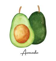 Aquarell Avocado Illustration. frisch organisch Scheibe von Grün Obst vektor