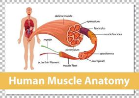 mänsklig muskelanatomi med kroppsanatomi vektor