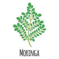 Moringa-Superfood-Pflanze für Vorlagenbauernmarkt, Etikett, Verpackung. vektor