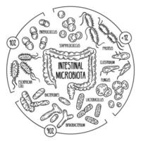 vektorinfografik av människans tarmmikrobiota vektor