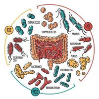 vektorinfografik av människans tarmmikrobiota vektor