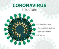 interner Schnitt von Coronavirus Covid-19 mit rna vektor