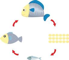 Abbildung Lebenszyklus Fisch Vektor