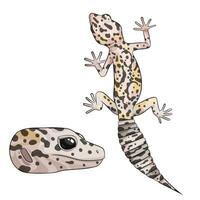 Vektor Illustration von ein Eublepharis Leopard Gecko mack Schnee