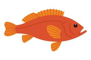 söt orange hav bas. hav och hav fisk. under vattnet liv. barnslig stenfisk karaktär. vektor platt illustration isolerat på vit bakgrund