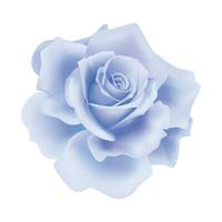 Vektor Blau Rose Blume auf isoliert Hintergrund