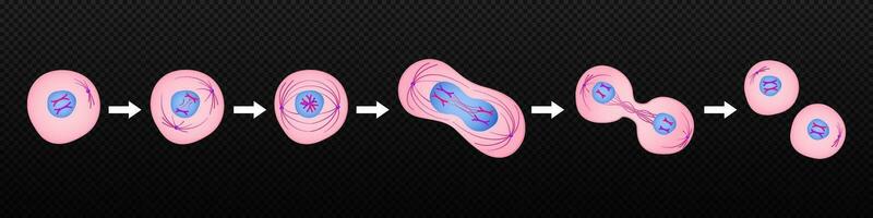 Prozess von Aufteilung von organisch Zelle. Stufen von Mitose Formation mit Metaphase und Prophase Trennung im Anaphase und Reproduktion im Telophase und Vektor Interphase.