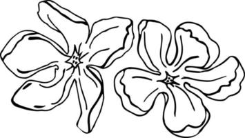 Blumenclipart Magnolienblüte .eps vektor