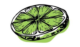 vektor kalk ClipArt. hand dragen citrus- ikon. frukt illustration. för skriva ut, webb, design, dekor