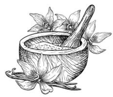 vanilj med murbruk och mortelstöt. hand dragen vektor illustration av blommor och retro trä- redskap i vit och svart färger. linjär teckning av örter för alternativ medicin eller naturlig kosmetisk