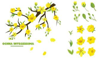 ochna integerrima träd gren vektor. ochna blomma klämma konst. vietnam traditionell tet blomma vektor, hoa maj. aprikos blomma. platt vektor i tecknad serie stil isolerat på vit tillbaka jord