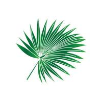 exotisch Pflanzen, Palme Blätter, Monstera auf ein isoliert Weiß Hintergrundpalme Blätter. Grün Blatt von Palme Baum auf transparent Hintergrund. vektor