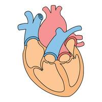 anatomi av mänsklig hjärta vektor illustration