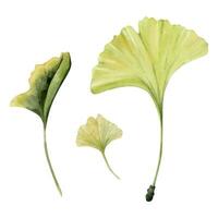 vattenfärg grön gul gingko löv, uppsättning av tre vektor illustrationer. hand dragen konstnärlig botanisk skiss