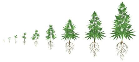 hampa växt tillväxt cykel. cannabis odling, plantering marijuana frön och hampa växter stadier av tillväxt vektor illustration