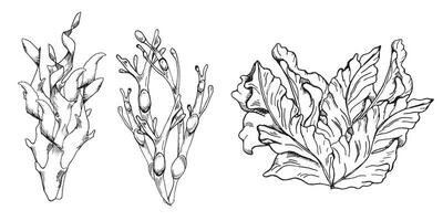 vektor hav växt bläck hand dragen illustration isolerat på vit bakgrund. laminaria, brun kelp, porfyra, ascophyllum tång svart vit linje. design element för paket, märka, omslag, handel.