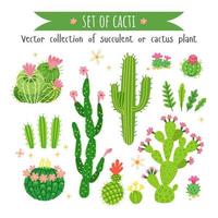 uppsättning olika kaktusar och succulenter vektor