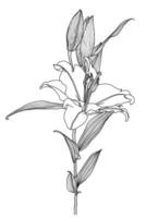 realistisch Zeichnung von Lilie Blume mit Blätter und Knospen, schwarz Linie Grafik auf Weiß Hintergrund, modern Digital Kunst. Design Element zum dekorieren gedruckt Produkte, Einladungen, Postkarten. vektor