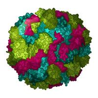 Norovirus, Bauch Grippe Struktur Illustration vektor