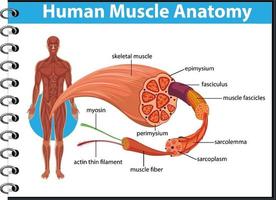 menschliche Muskelanatomie mit Körperanatomie vektor