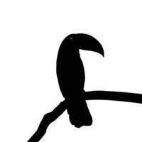 Tukane sind neotropisch Mitglieder von das in der Nähe von Passerine Vogel Familie Ramphastidae. das Ramphastidae sind die meisten eng verbunden zu das amerikanisch Barbets, Vogel Silhouette. Vektor Illustration