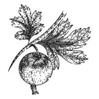 Obst Stachelbeere skizzieren Hand gezeichnet Vektor