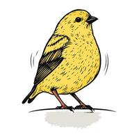 siskin. vektor illustration av en fågel. hand dragen skiss.