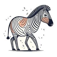 zebra. hand dragen vektor illustration. isolerat på vit bakgrund.