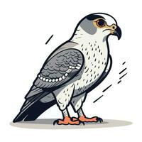 peregrine falk. vektor illustration av en fågel.