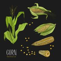 einstellen von Mais Pflanze. bunt Hand gezeichnet Sammlung Mais. Vektor Illustration auf schwarz Hintergrund.