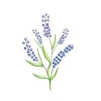 Strauß mit Lavendel Blumen, Aquarell vektor