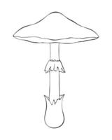 Amanita phalloides Kontur gezeichnet, giftig Pilz, Tod Deckel. tötlich Pilz, giftig Pilz. vektor