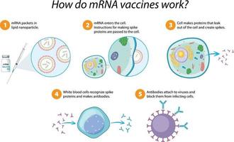 Wie funktionieren mrna-Impfstoffe? vektor