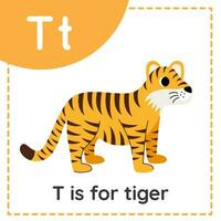 Lernen des englischen Alphabets für Kinder. Buchstabe t. süßer Cartoon-Tiger. vektor