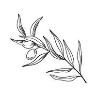 skiss av oliv gren med bär och löv. hand dragen vektor linje konst illustration. svart och vit teckning av de symbol av Italien eller grekisk för kort, design logotyp, tatuering.
