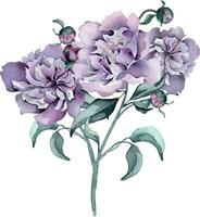vattenfärg lila rosa knippa av pion blommor isolerat på vit. gotik blommig botanisk knopp illustration hand ritade. gotik mörk bröllop dekoration i årgång stil. element för inbjudan, bakgrund vektor