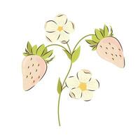 blühen Ast mit reif Weiß Erdbeeren auf ein Weiß Hintergrund. Erdbeere Vektor Illustration