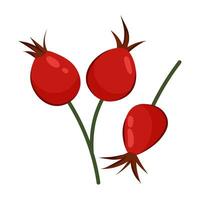 Vektor Illustration von reif rot Rose Hüften isoliert auf Weiß Hintergrund. medizinisch Pflanze.