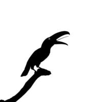 tukaner är neotropisk medlemmar av de nära tätting fågel familj ramphastidae. de ramphastidae är mest nära relaterad till de amerikan barbets, fågel silhuett. vektor illustration