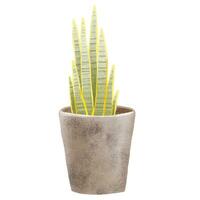 Sansevieria, Schlange Anlage, saftig, Zimmerpflanze im Topf. Zuhause Blume. isoliert Illustration mit Innen- Pflanze. gemütlich Zuhause vektor