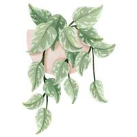 gyllene pothos, scindapsus, epipremnum pictus. krukväxt i pott. Hem blomma. isolerat illustration med inomhus- växt. mysigt Hem vektor