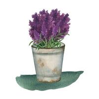 provence vattenfärg rostig hink med lavendel- blommor. hand dragen sommar ClipArt vektor