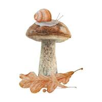 boletus, torr löv, lind frön, snigel. vattenfärg hand dragen realistisk botanisk illustration med vild skog svamp för eco varor, kort, affischer, naturlig ört- medicin, böcker, klistermärken vektor