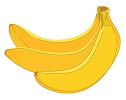 knippa av bananer isolerat på vit bakgrund. vektor. mogen tropisk frukt i skal. illustration för förpackning juice, exotisk frukt produkt. vektor