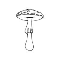 illustration av giftig svamp, paddsvamp, flyga agaric. klotter. hand ritade. vektor