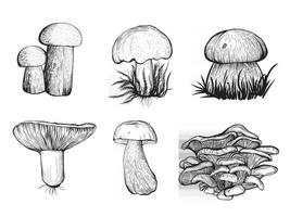 Reihe von Waldpilzen. essbare Pilze vektor